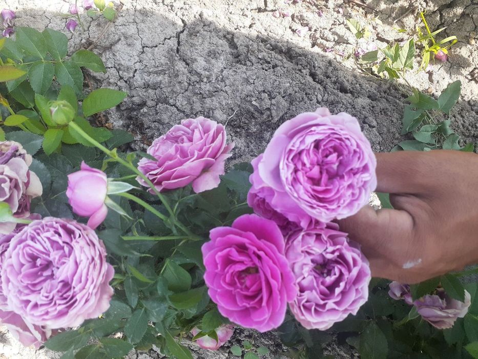 Sifatili atirgul kochatlari