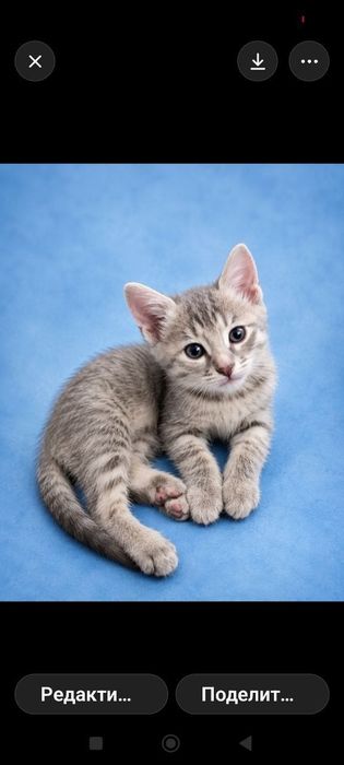 Котенок. Девочка. Даром.
