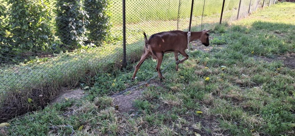 Capra + iedita rasa Alpin Francez Bacau