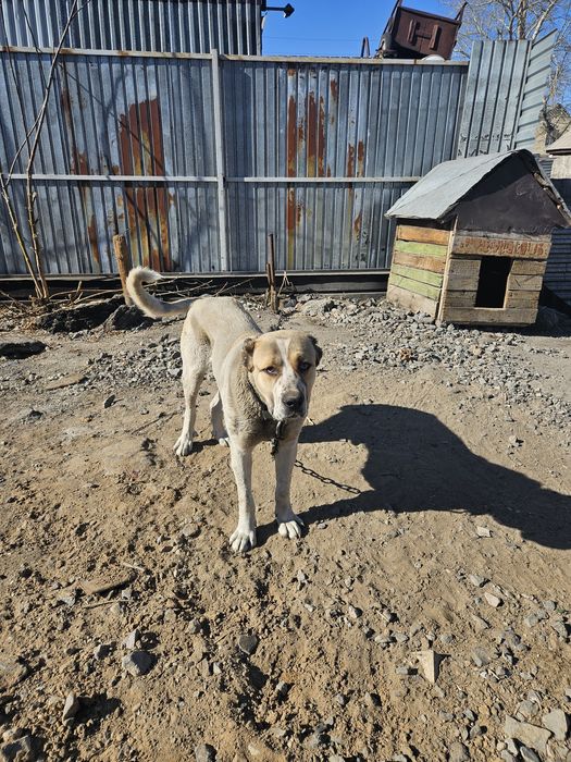Продам сабаку тобет