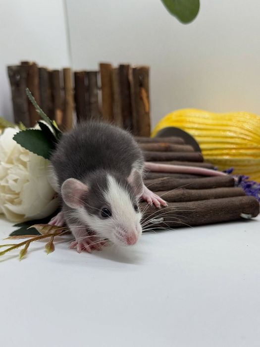 Крыски дамбо и хаски