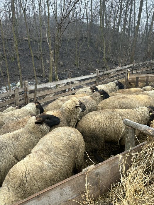 Berbeci de vanzare sau schimb