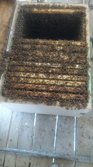 Пчелопакеты продам