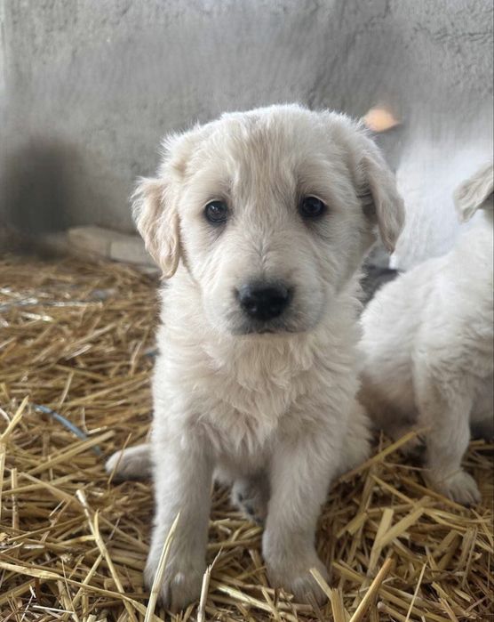 Spre adoprtie 6 pui de caine