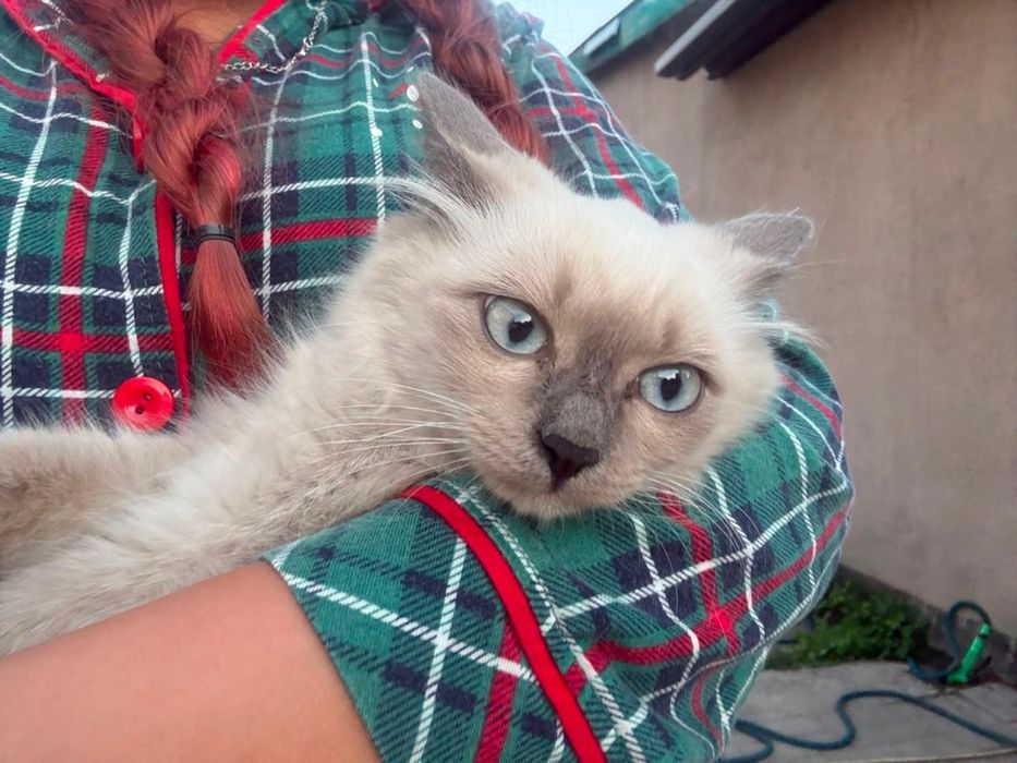 Котёнок девочка