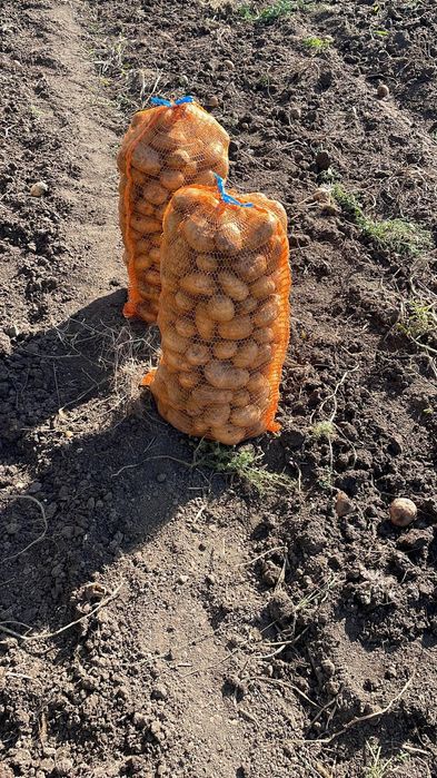 Cartofi consum rosii si albi