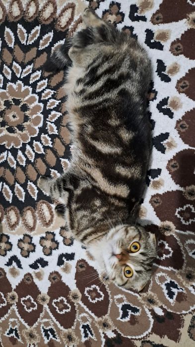 Скоттиш фолд. Киз бола мушуга Скоттиш страйт угил бола мушук керак