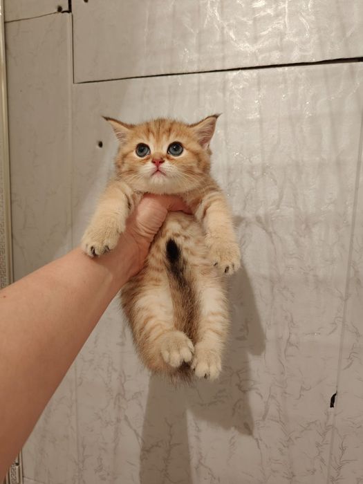 Большой выбор котят