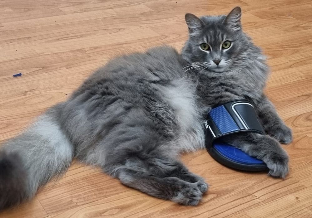 Груминг с выездом на дом.