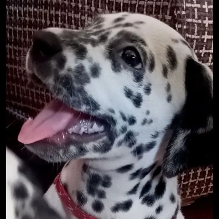 Продаются щенки Далматины,возраст 2- месяца