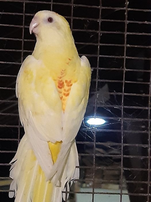 Продавам пойни папагали, финки и диамантени гугутки