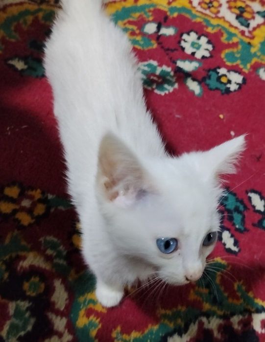 Отдам котят в хорошие ручки