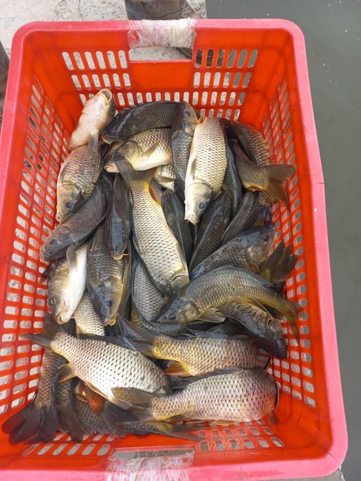 Sazan sigaletka baliqlarimiz bor boqishga tayyor