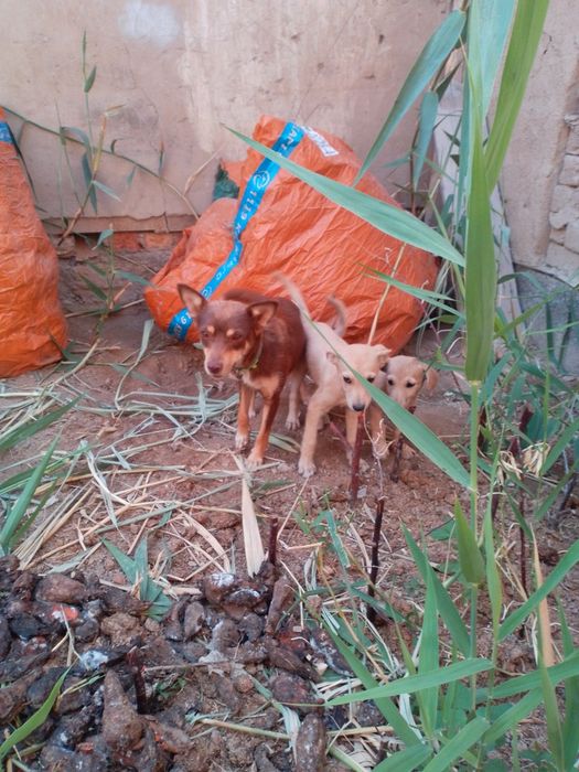 Кушик сатылады кондешка