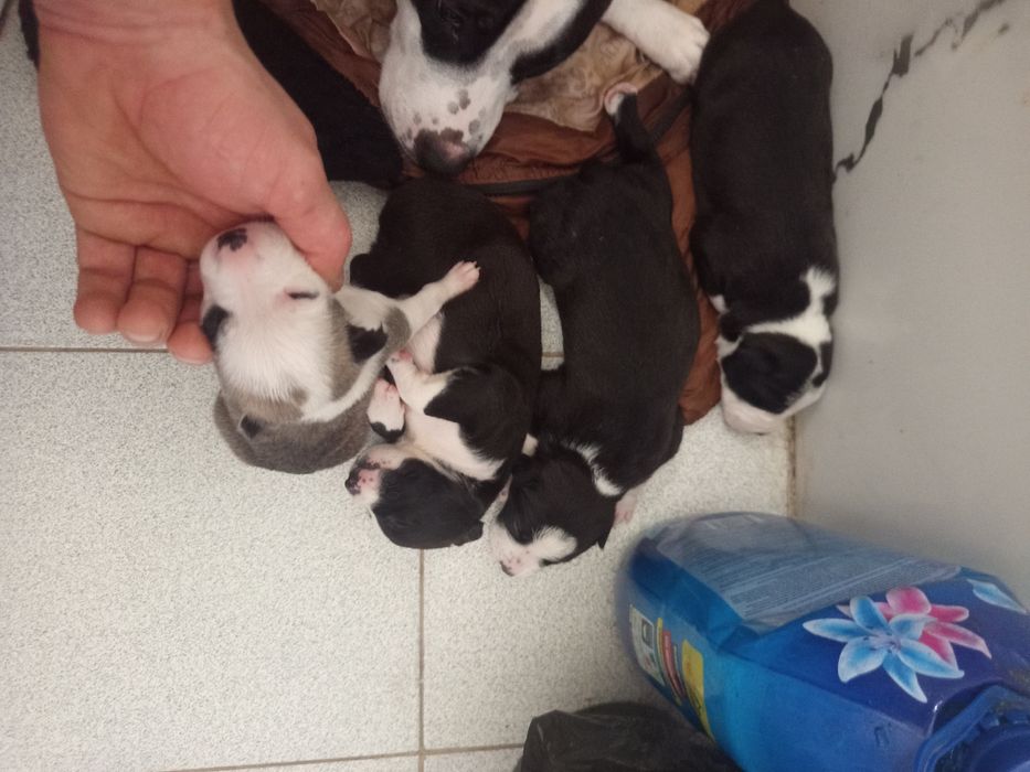 Щенки стафа 1 мецяц