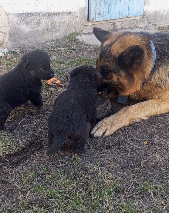 Щенки метисы в хорошие руки