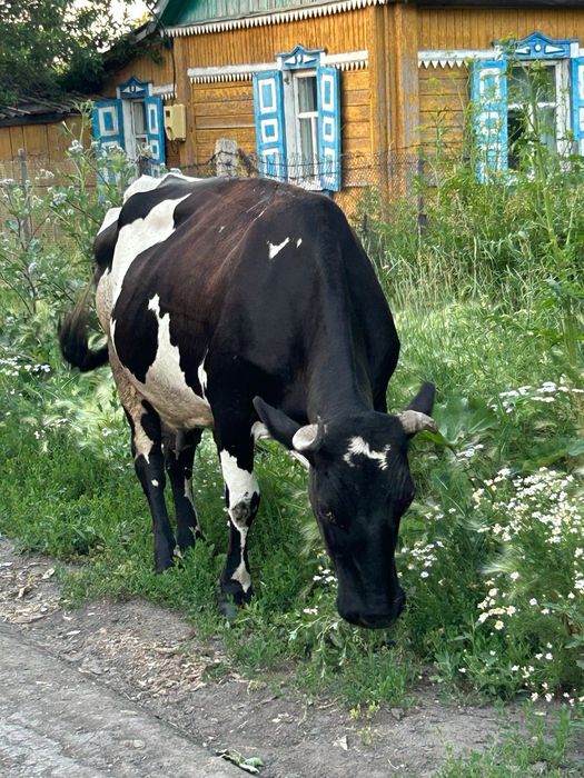 Продам дойную корову