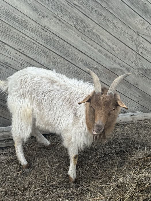 Коза ешки продам