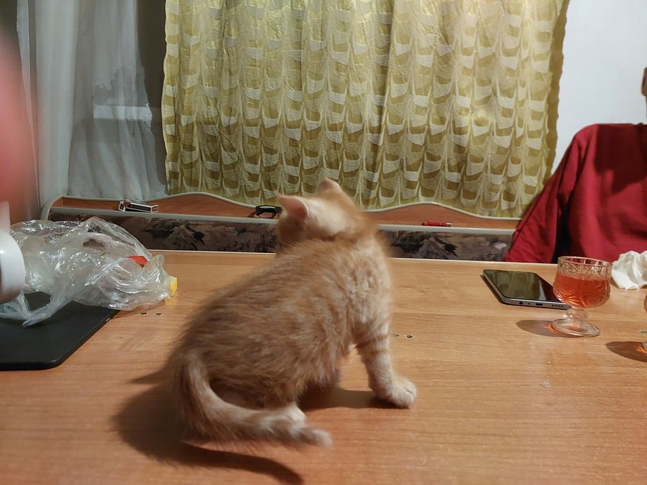 Рыжий кот самец 6 недель