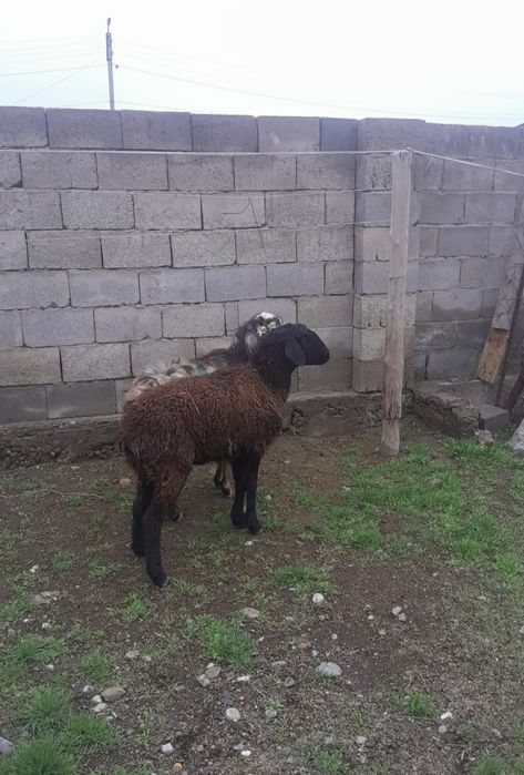 Қой тоқты сатылады