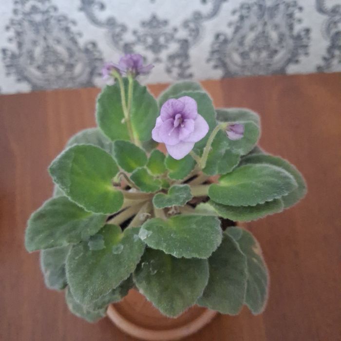 Продам цветы разных сортов