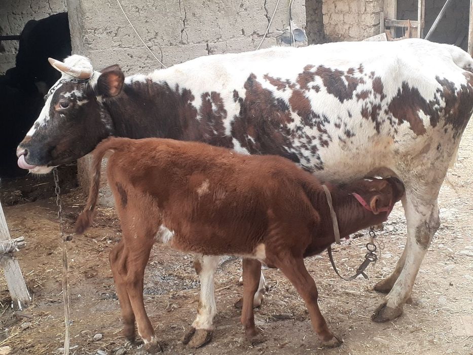Ona bola sigir shvet qizil 2ta ona bola sigir