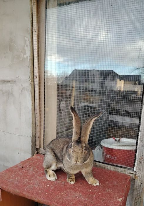 Mascul de Uriaș gri german 96.5 expo