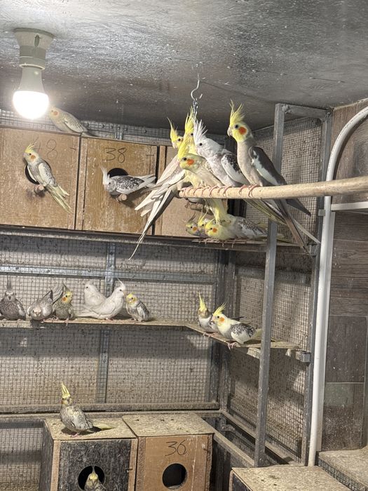 Продавам корели и вълнисти