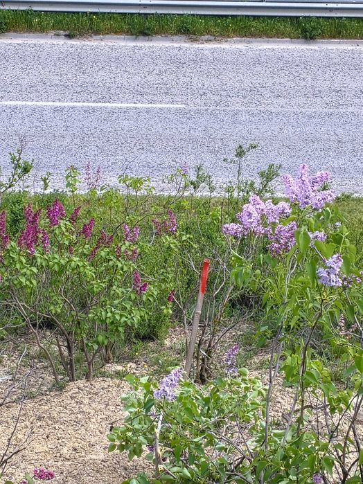 Продава се Земеделски имот в Дебелец -  кв.м за 7 €/дка - Снимка #13