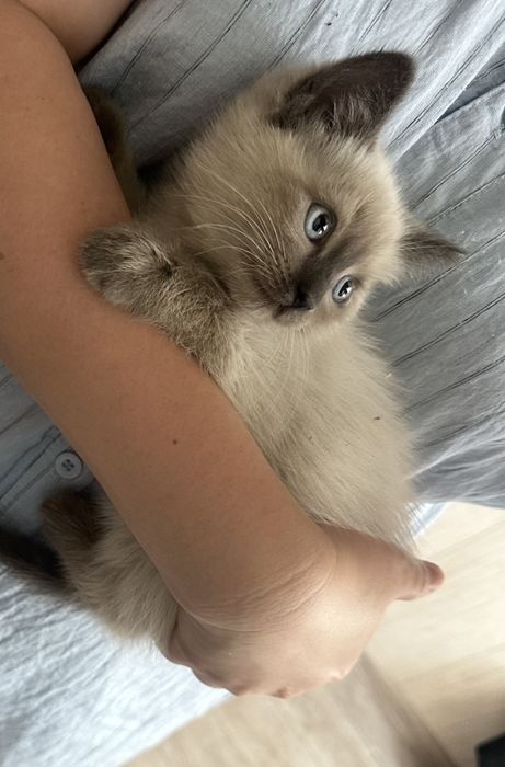 Отдам котят в добрые руки