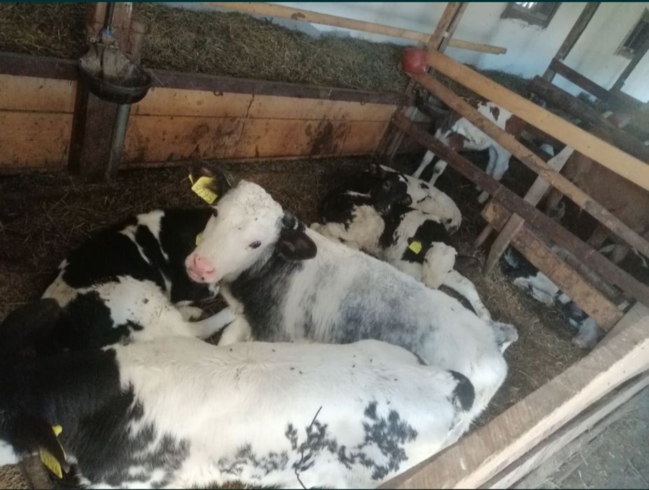 Vitei de Vânzare ofer transport!!