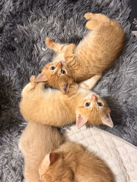 Отдам котят в добрые руки