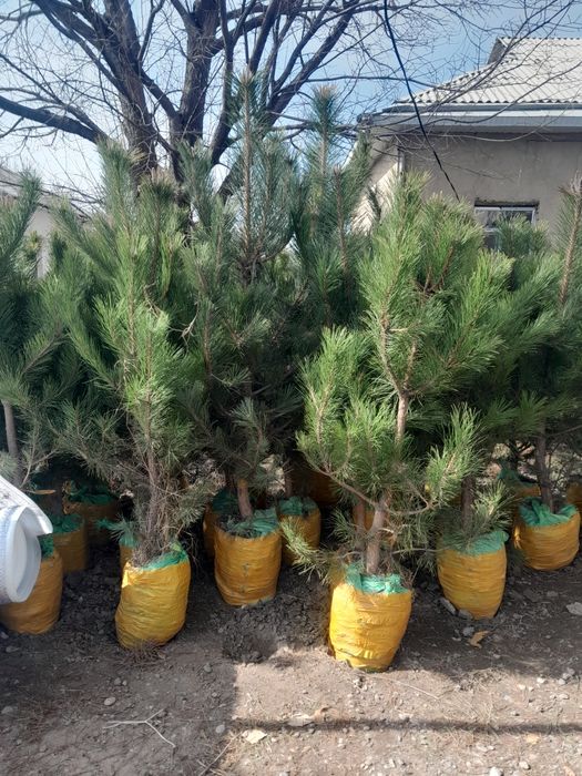 Саженцы Шымкент видов