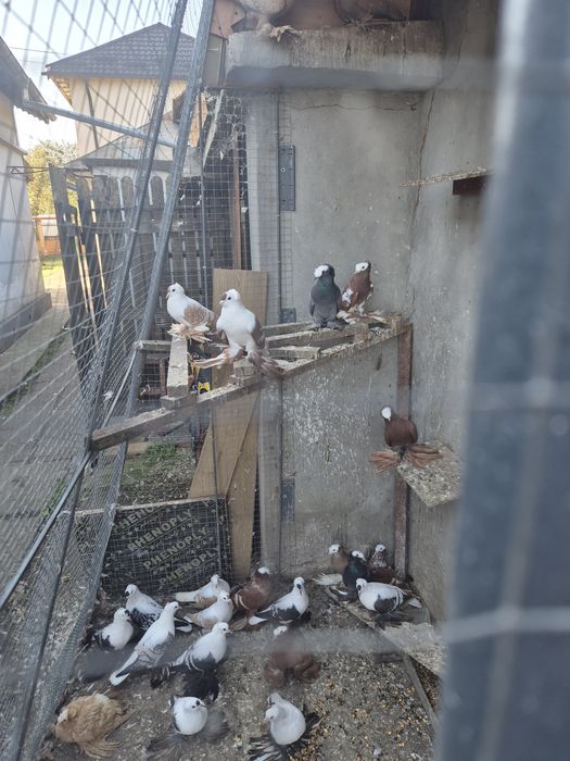 Porumbei Preoți Saxoni și Randunele de Saxonia