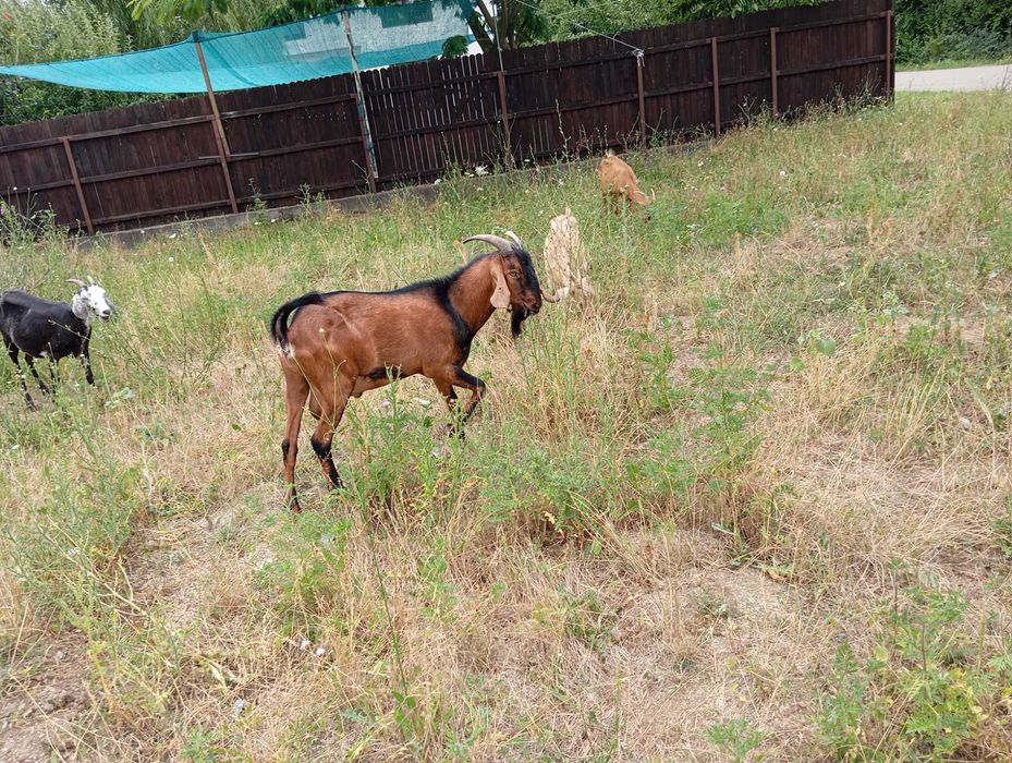 Țap anglonubian 2,5ani