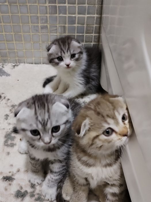 Котята, шотландцы вислоухие