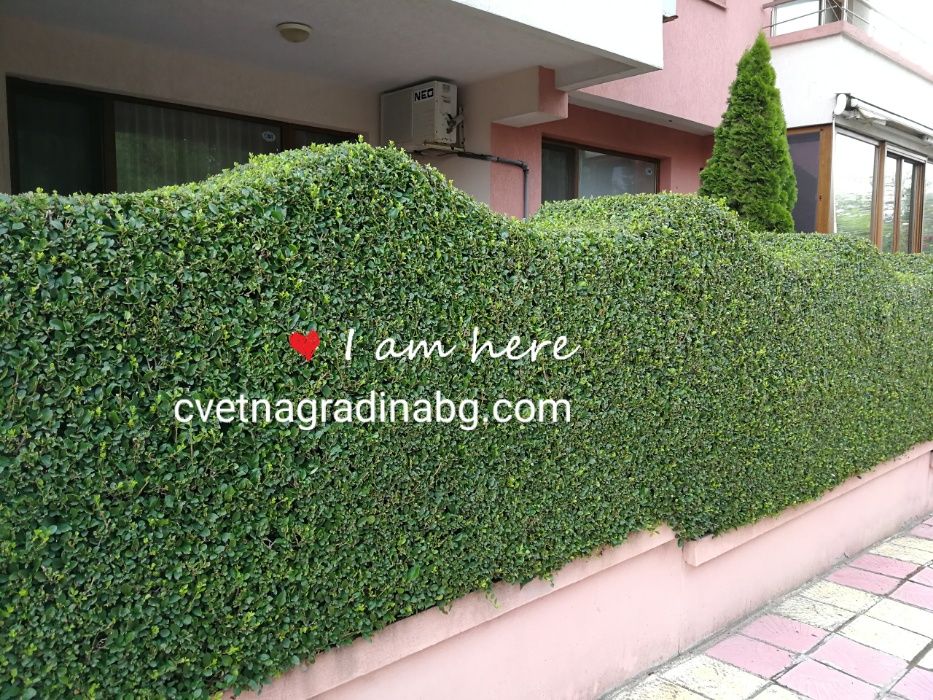 Лигуструм - зелен