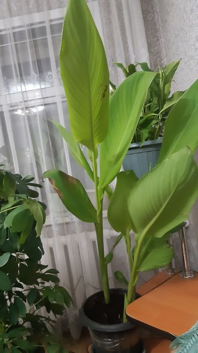 Продам Цветы каллы