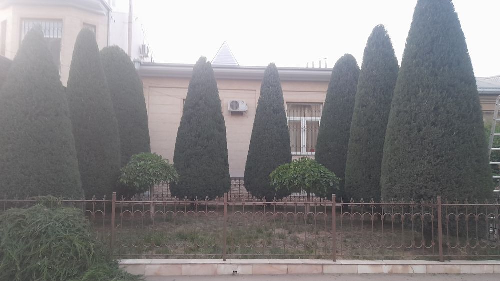 Archa kesish dorilash xizmati