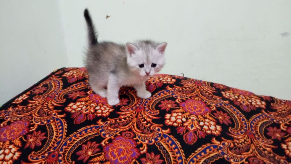 Продается котята