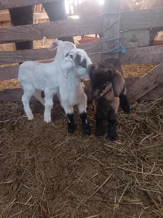 Vând  miei și iezi  din doi