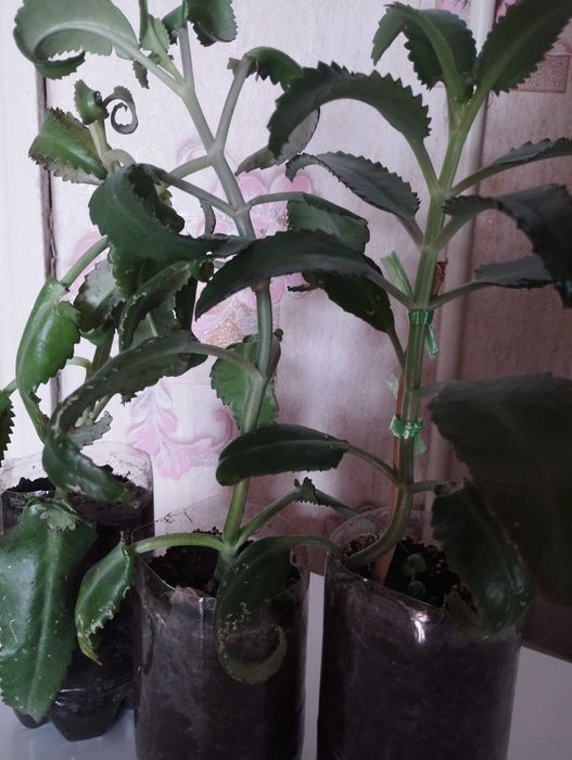 Продам Каланхоэ, рядом с Саяхатом.