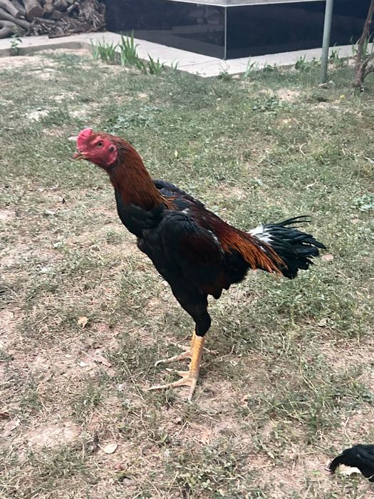Дакан кораз 35.000