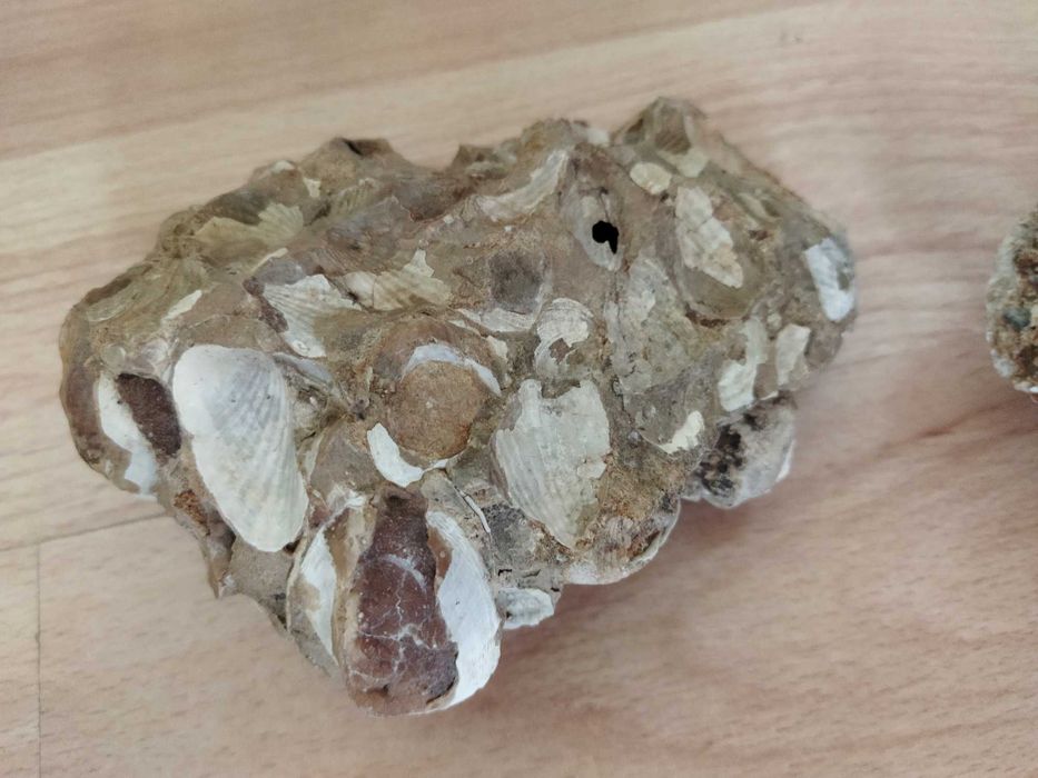 НАЛИЧНИ до края на месеца вкаменени миди 2 броя