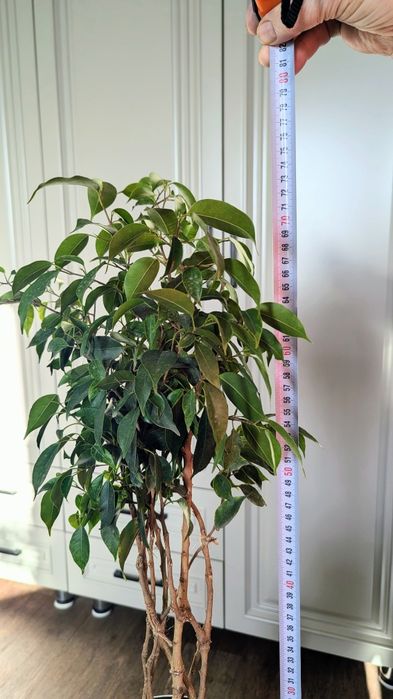 Фикус Бенджамина