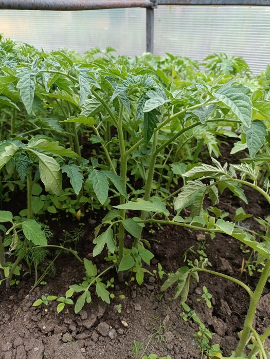 Продам рассаду помидор.