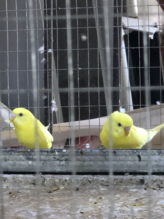 Валнысты папугае сотилади андурка козлари кизил