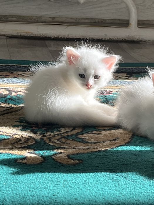 Котята 3мальчика и 1девочка