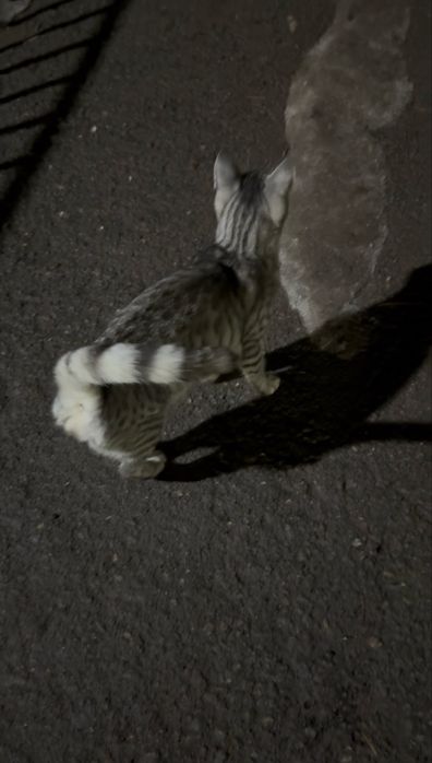 Котенок, кошечка, девочка