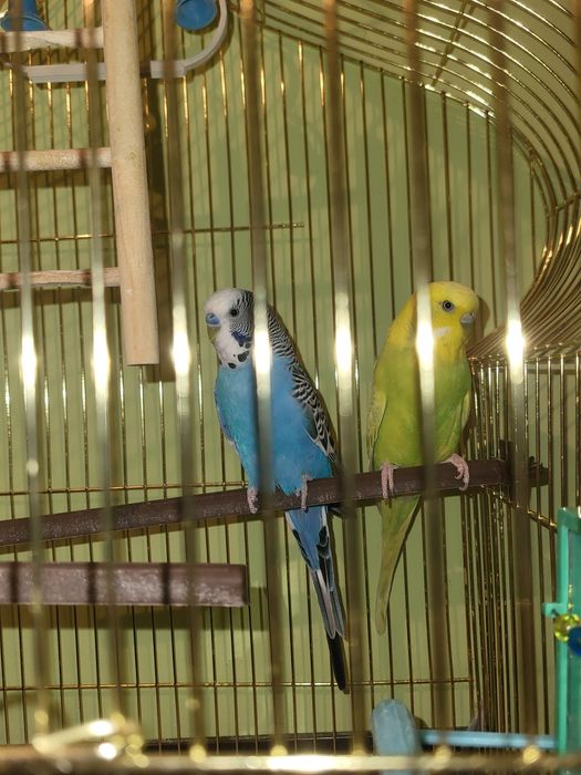 Вълнисти папагали